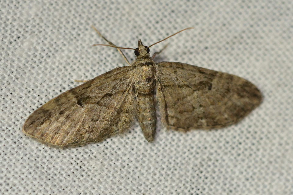 Eupithecia ericeata - feketefenyő-törpearaszoló