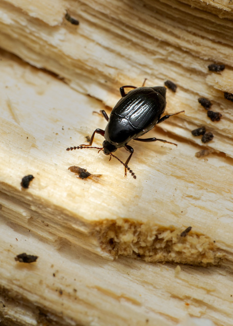 Scaphium immaculatum - görbelábú sajkabogár