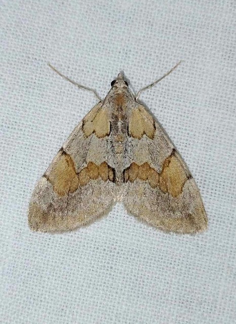 Pennithera firmata - sárgásvörös fenyőaraszoló