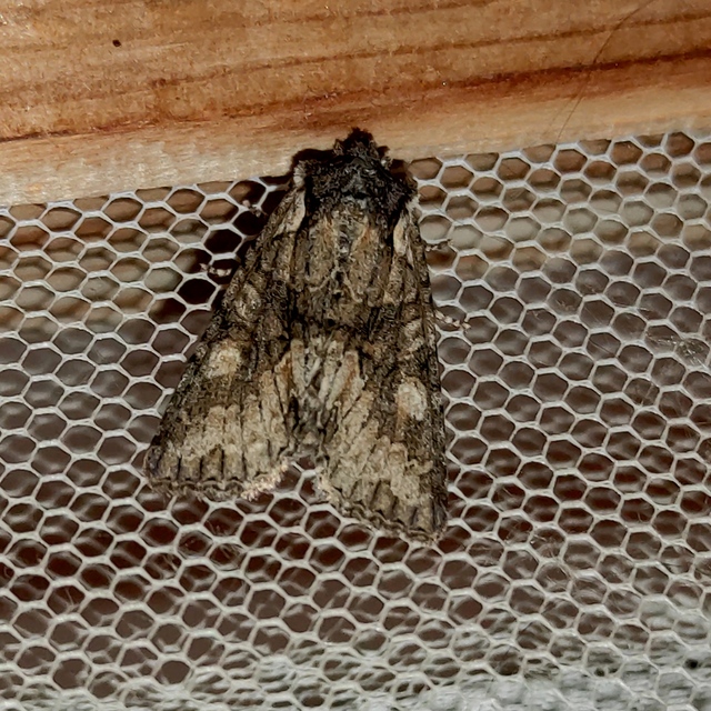 Dichonia convergens - őszi tölgybagoly