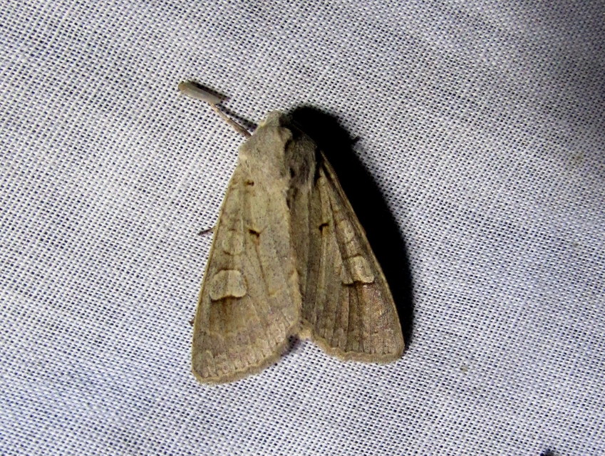 Ammoconia caecimacula - szürke őszibagoly