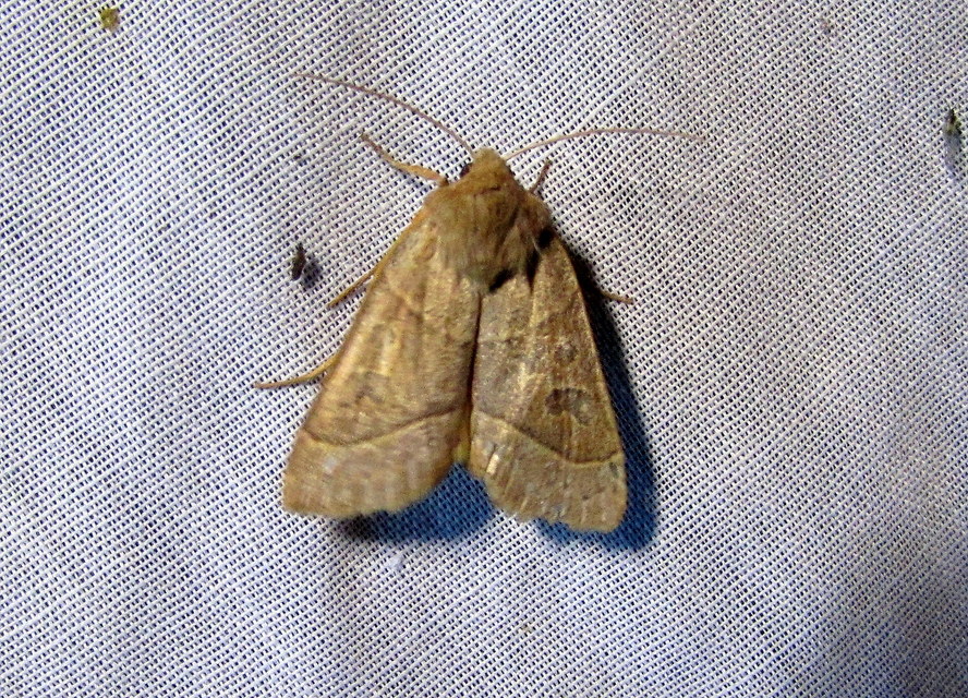 Mesogona acetosellae - madársóskabagoly