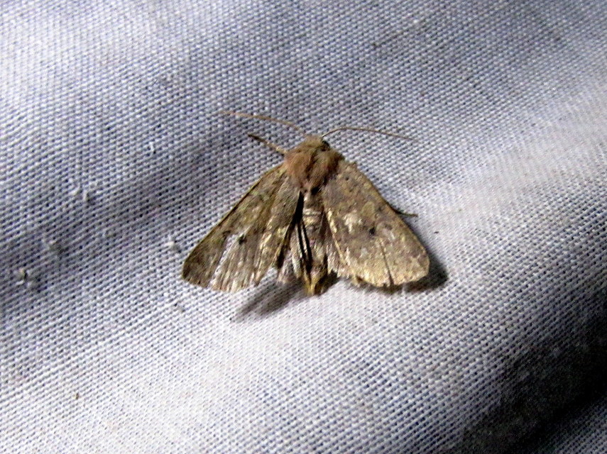 Propenistra laevis - könnyű őszibagoly