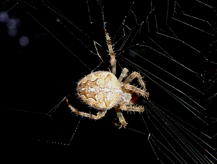 Araneus diadematus - koronás keresztespók