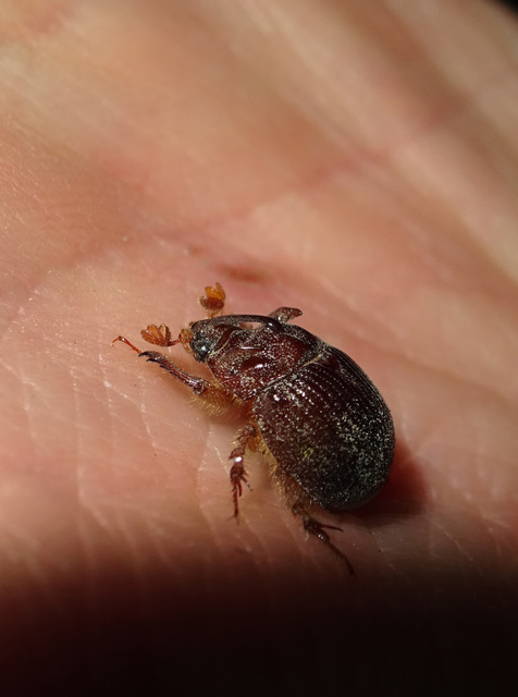 Odonteus armiger - mozgószarvú álganéjtúró