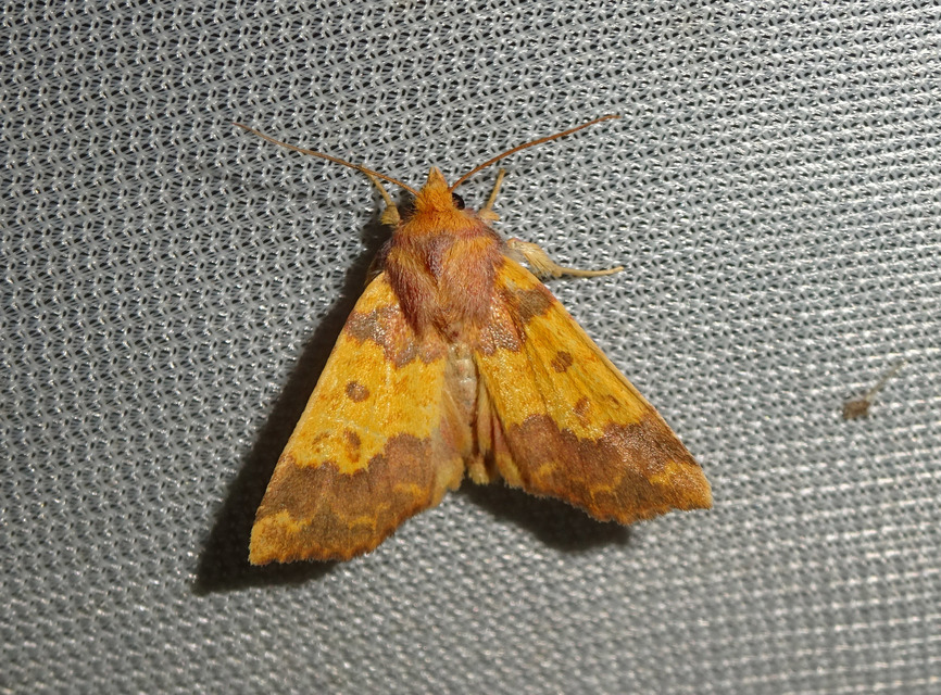 Tiliacea aurago - aranyló sárgabagoly