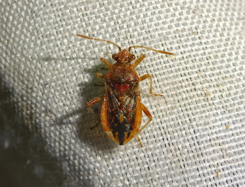 Rhopalus parumpunctatus - közönséges üvegszárnyú-poloska