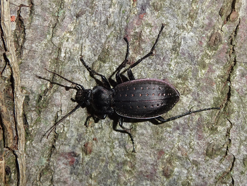 Carabus hortensis - aranypettyes futrinka Carabus hortensis - aranypettyes futrinka