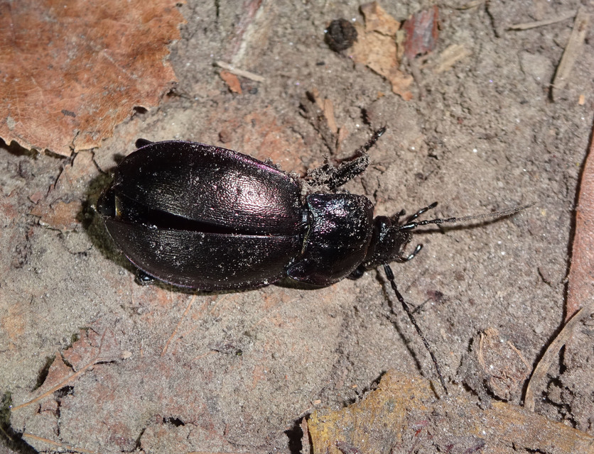 Carabus nemoralis - ligeti futrinka
