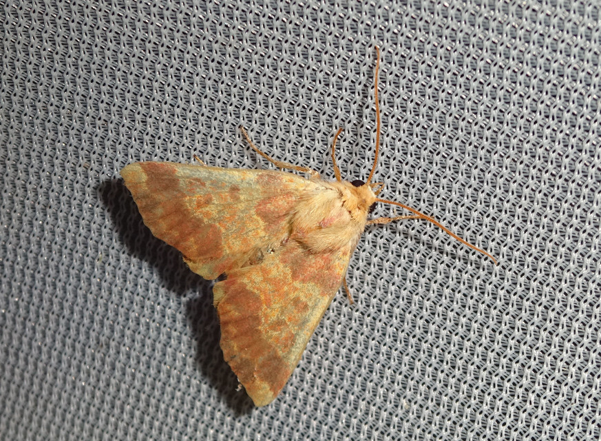 Tiliacea aurago - aranyló sárgabagoly