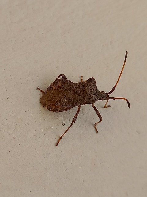 Coreus marginatus - közönséges karimáspoloska