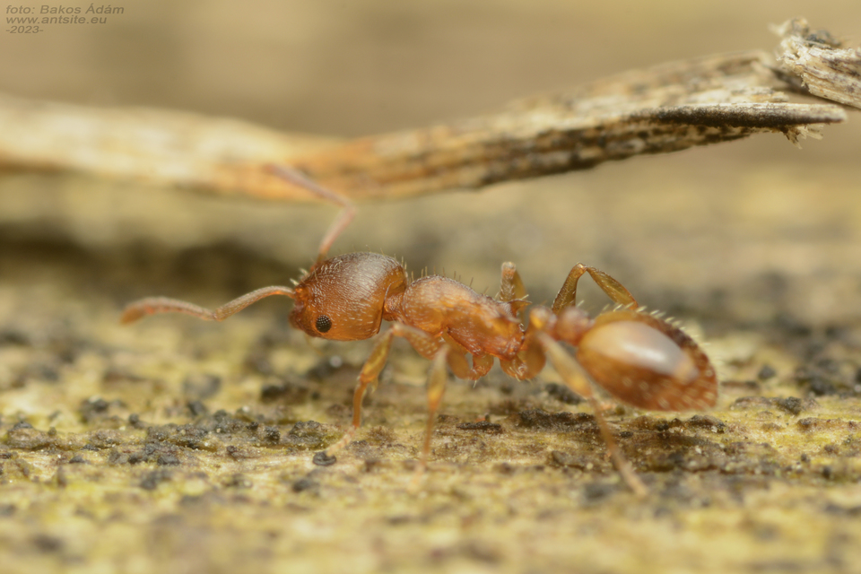Temnothorax crassispinus - gubacslakó kéreghangya