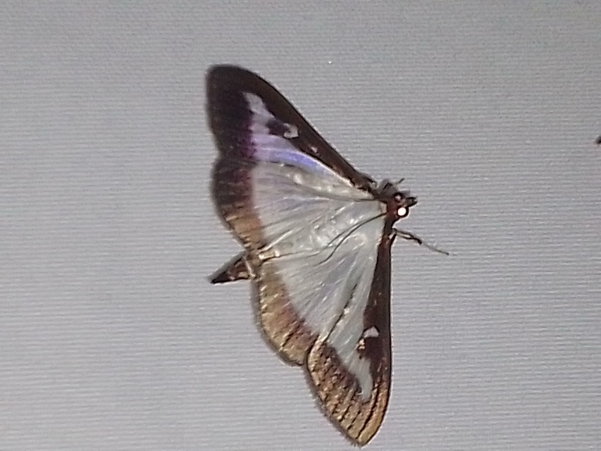 Cydalima perspectalis - puszpáng-tűzmoly