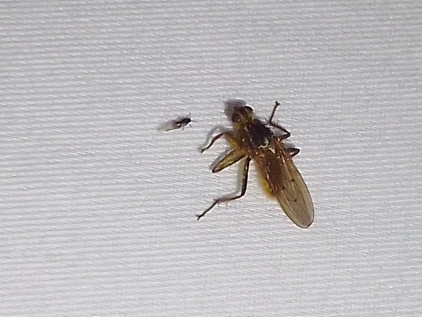 Scathophaga stercoraria - közönséges trágyalégy