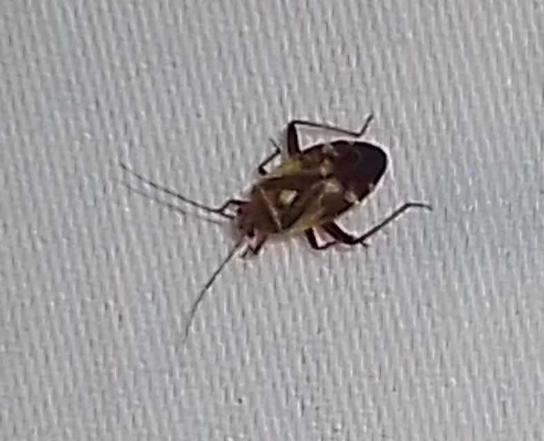 Polymerus Polymerus