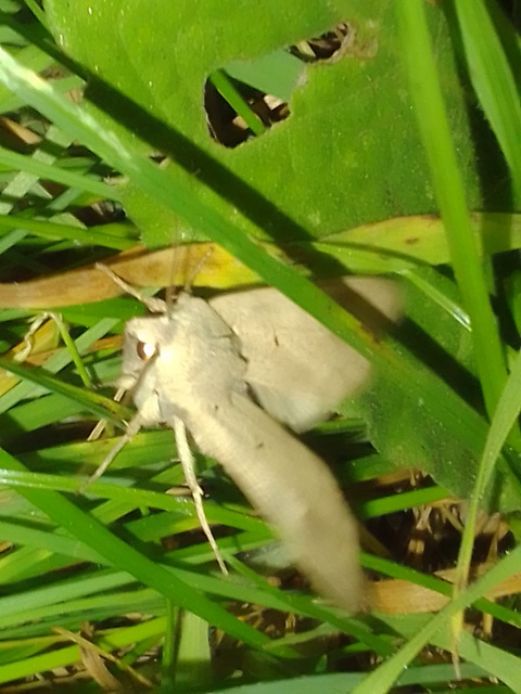 Ammoconia caecimacula - szürke őszibagoly