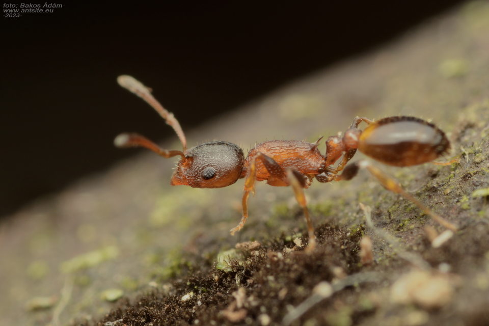 Temnothorax affinis - erdei kéreghangya