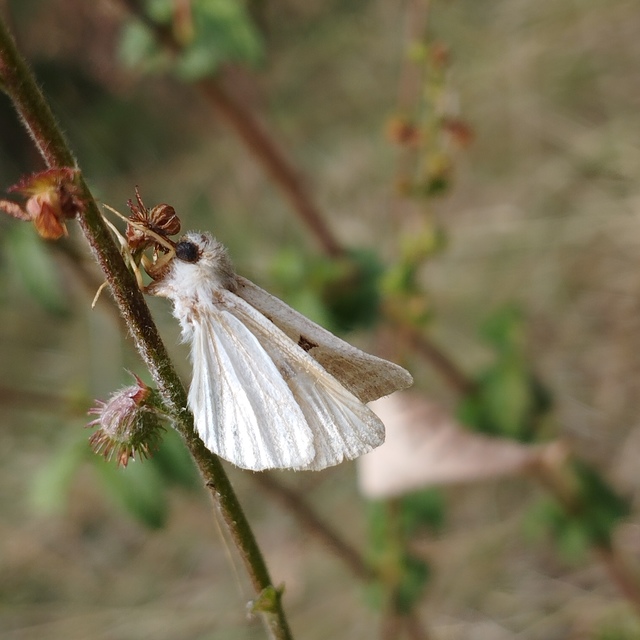 Episema