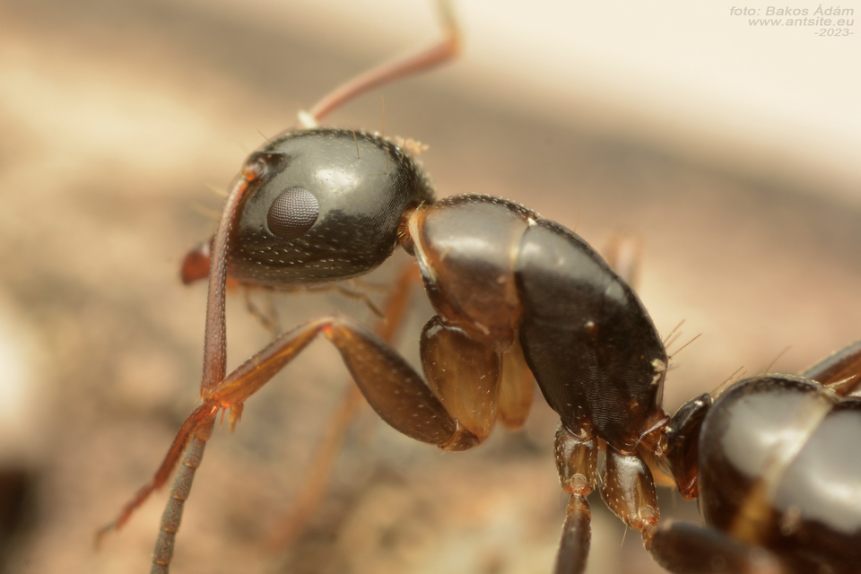 Camponotus fallax - ligeti lóhangya