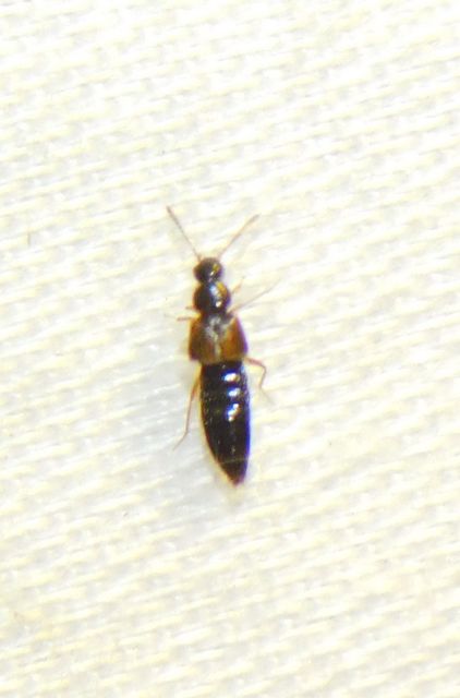 Atheta