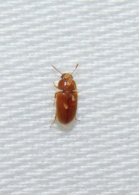 Typhaea stercorea - egyszínű gombabogár