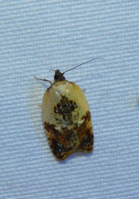 Acleris variegana - tarka levélmoly