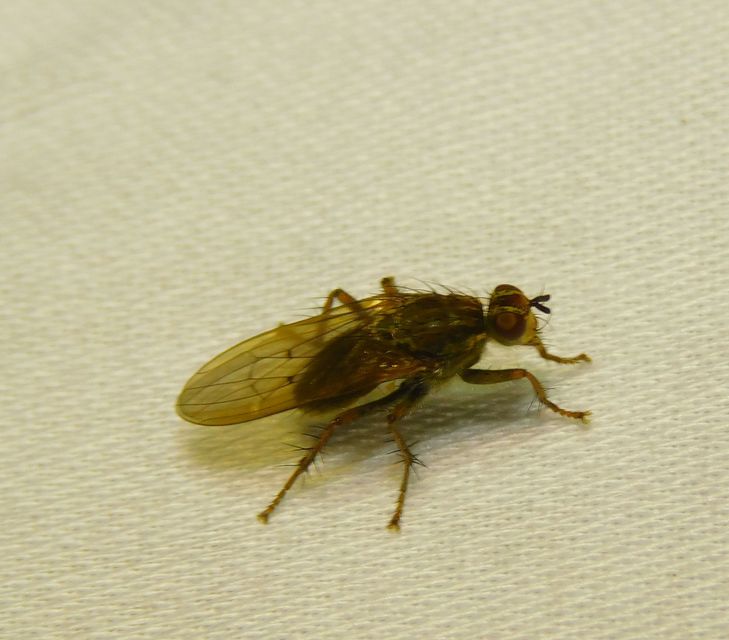 Scathophagidae
