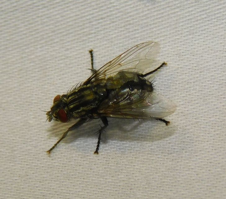 Sarcophagidae - húslégyfélék