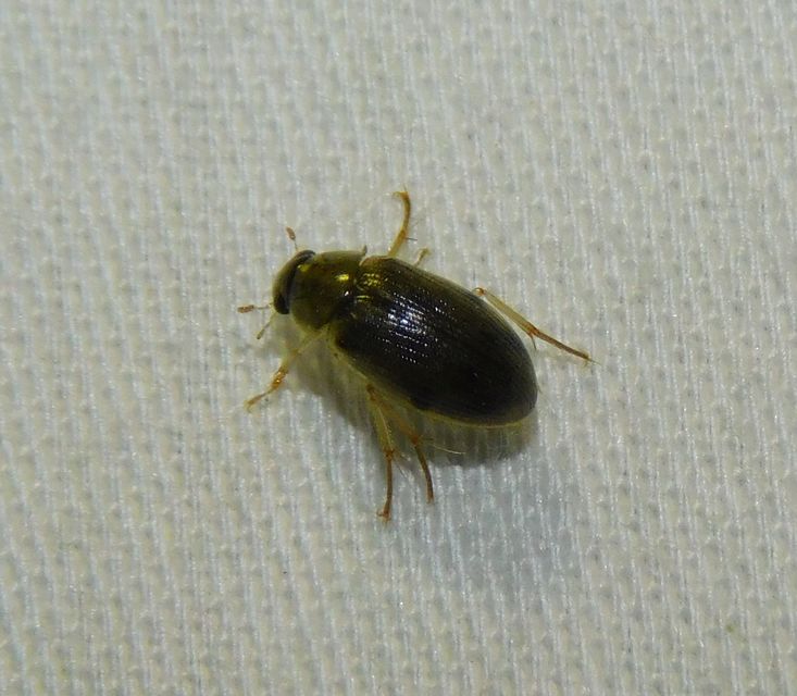Berosus Berosus