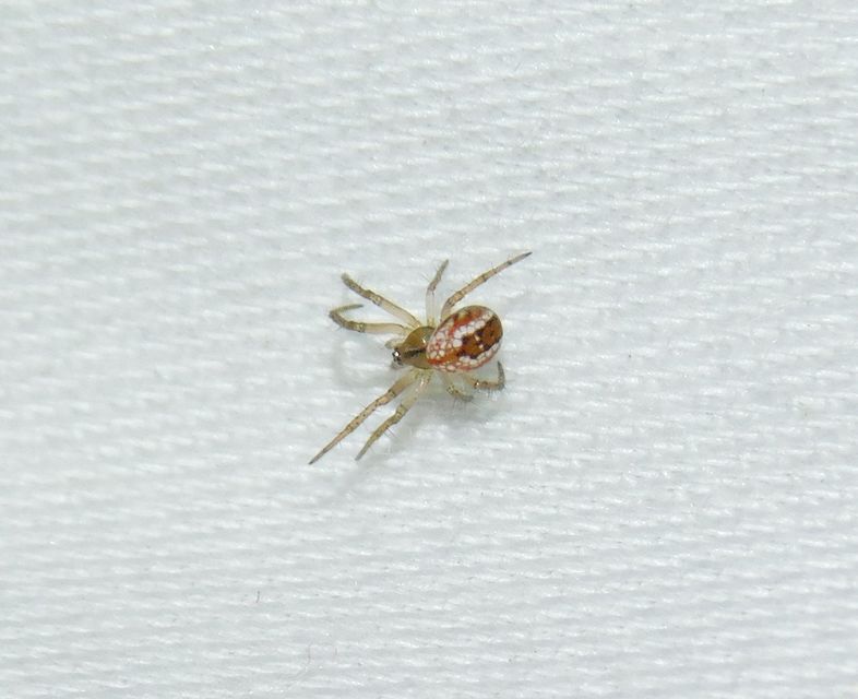 Mangora acalypha - réti keresztespók
