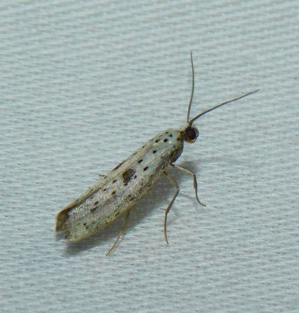 Yponomeuta plumbella - pókhálós bengemoly