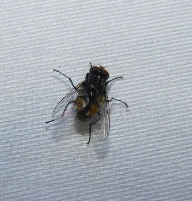 Muscidae - igazi legyek