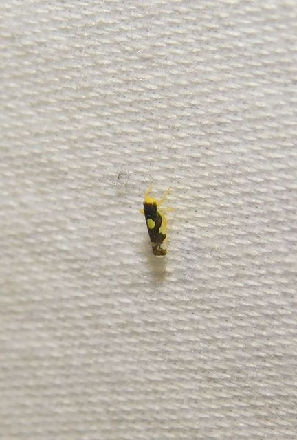 Eupteryx
