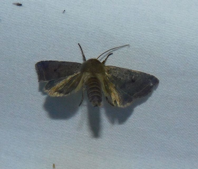 Leptologia lota - kecskefűz-őszibagoly