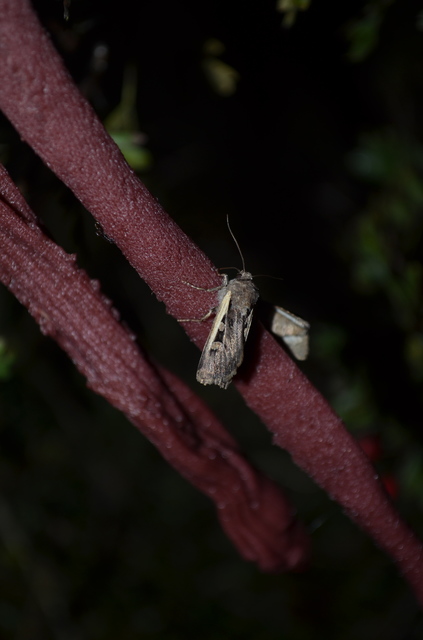 Euxoa hastifera pomazensis - szegélysávos földibagoly