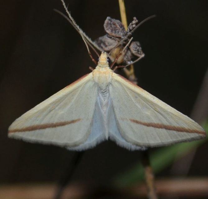 Rhodometra sacraria - rózsacsíkos araszoló