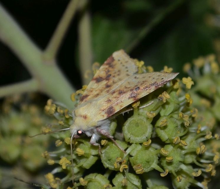 Cirrhia icteritia - nyárfa-sárgabagoly