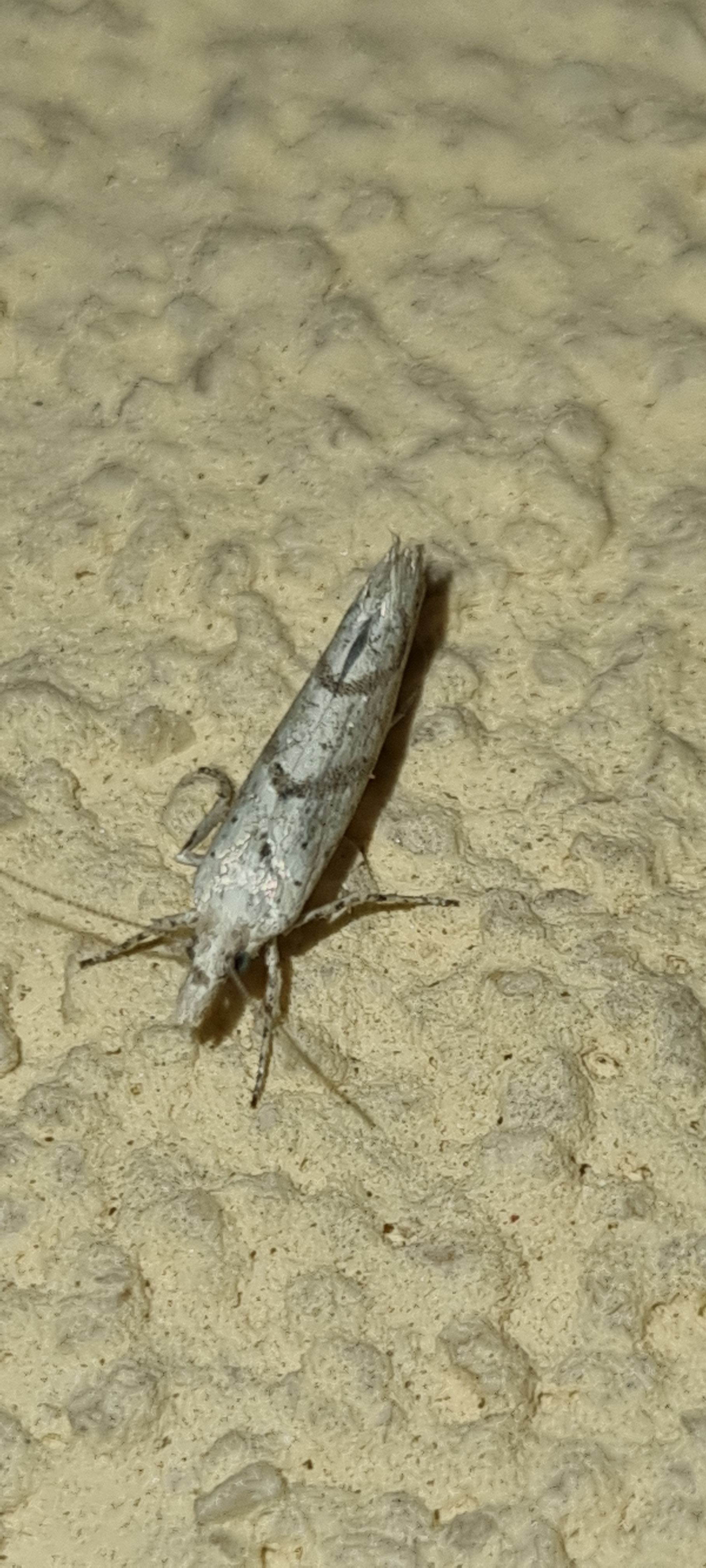 Ypsolopha persicella - őszibarack-tarkamoly