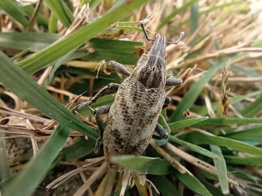 Cleonis pigra - közönséges bogáncsbarkó
