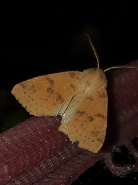 Cirrhia ocellaris - fakó sárgabagoly
