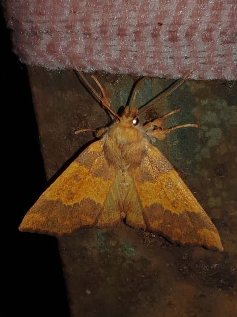 Tiliacea aurago - aranyló sárgabagoly