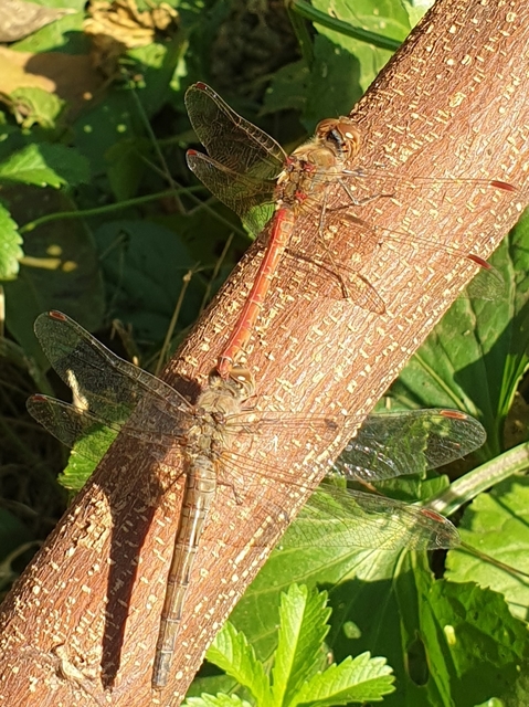 Sympetrum striolatum - harántsávos katona-szitakötő