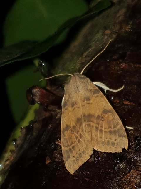 Cirrhia ocellaris - fakó sárgabagoly