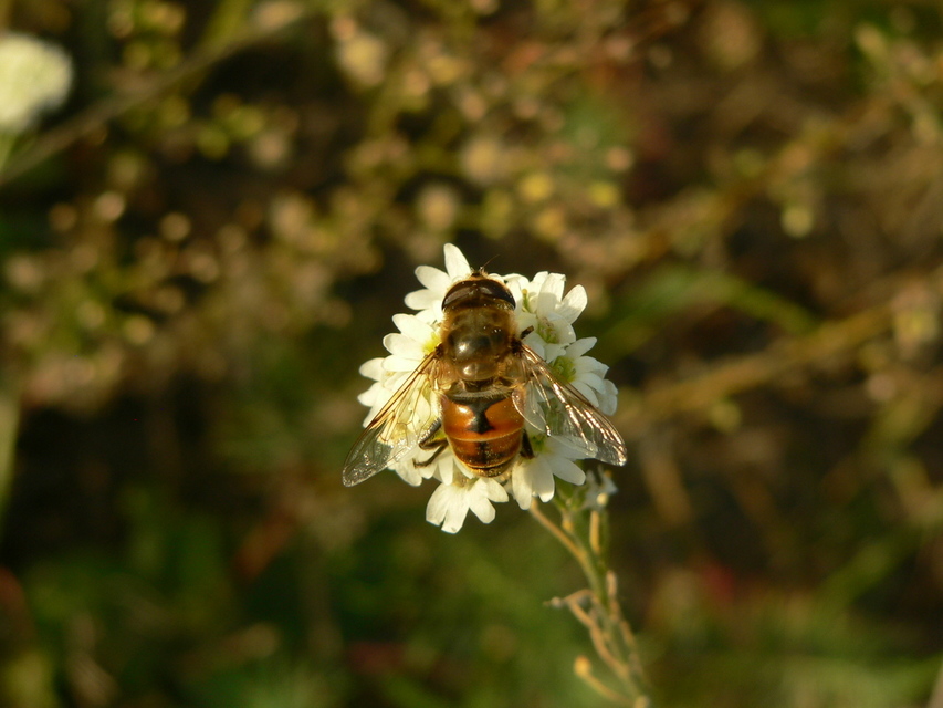 Eristalis tenax - közönséges herelégy