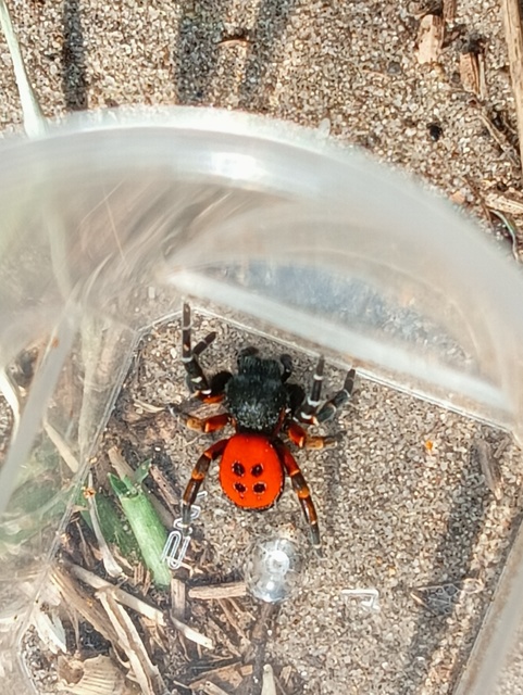 Eresus kollari - skarlát bikapók
