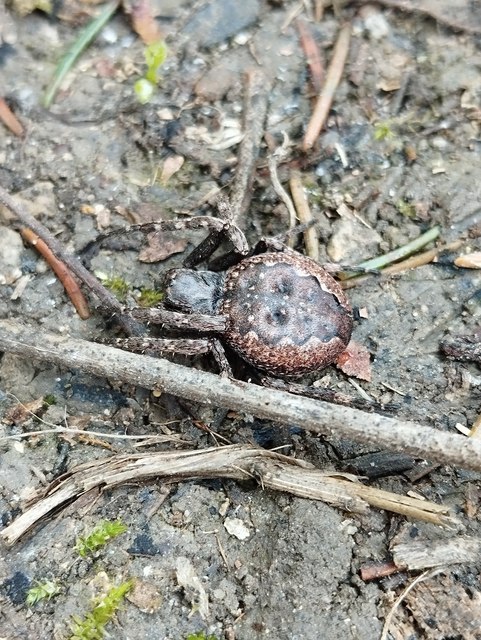 Araneae - Pókok