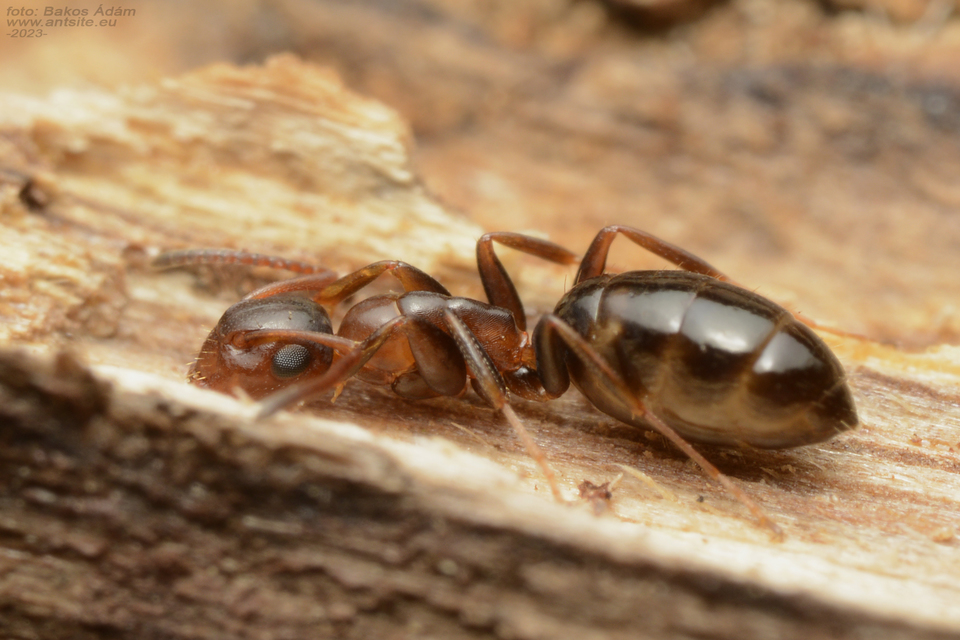 Colobopsis truncata - kapushangya