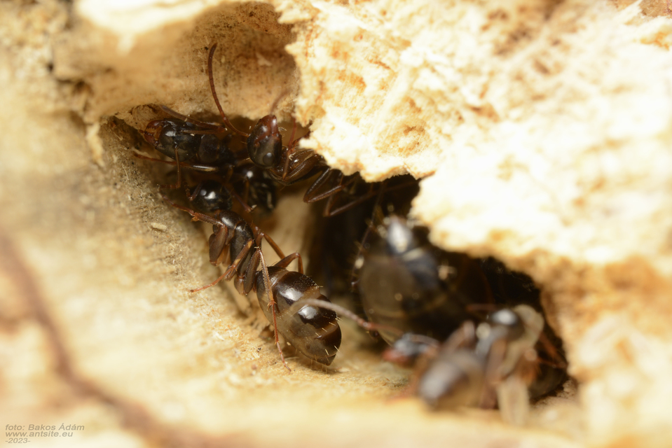 Camponotus fallax - ligeti lóhangya