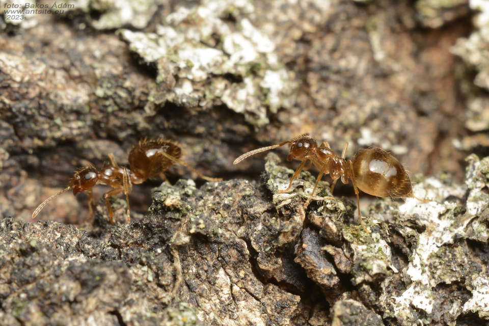 Prenolepis nitens - ragyogóhangya