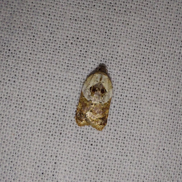 Acleris variegana - tarka levélmoly